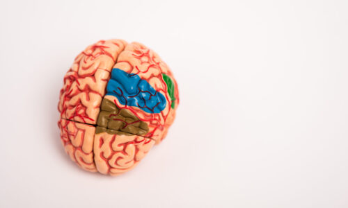 FORBRAIN MUZİP BEYİN “BEYNİNİZ SİZE OYUN OYNUYOR”