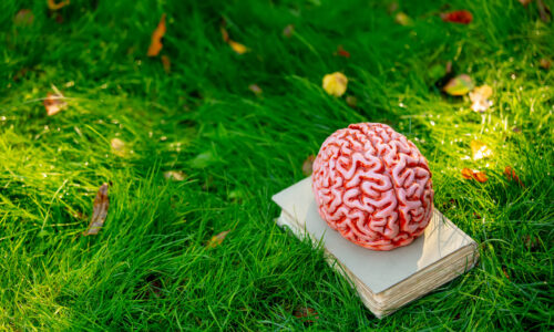 FORBRAIN BEYİN KAMPI